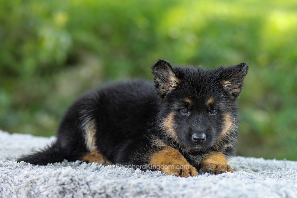 Luna Image of Luna, a German Shepherd puppy