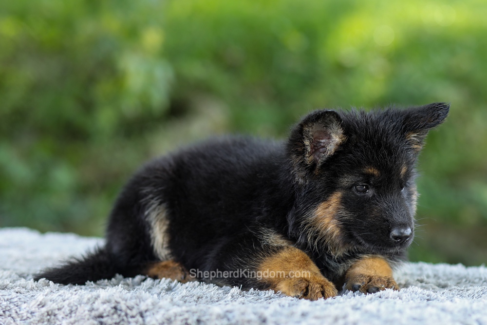 Luna Image of Luna, a German Shepherd puppy