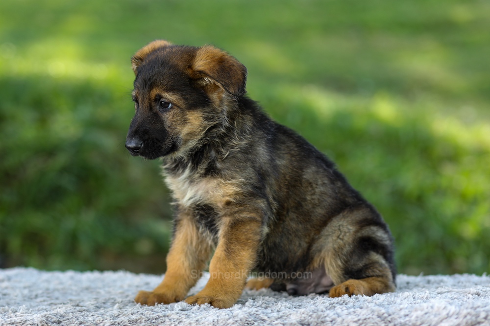 Maverick Image of Maverick, a German Shepherd puppy
