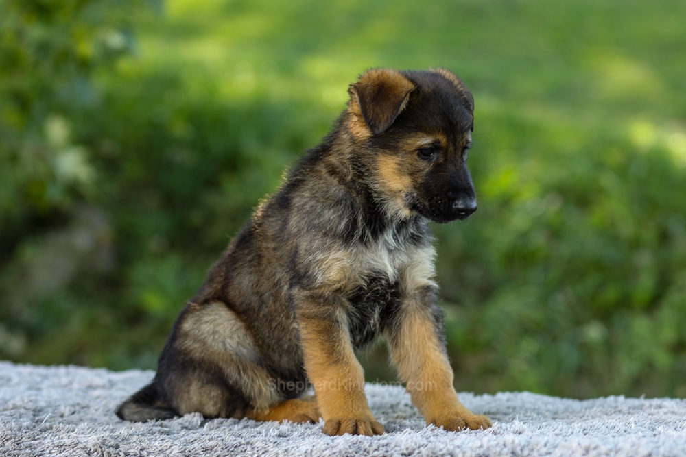 Maverick Image of Maverick, a German Shepherd puppy