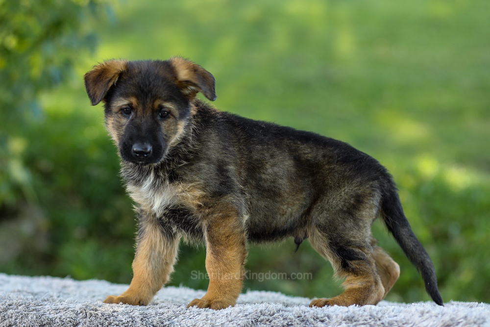 Maverick Image of Maverick, a German Shepherd puppy
