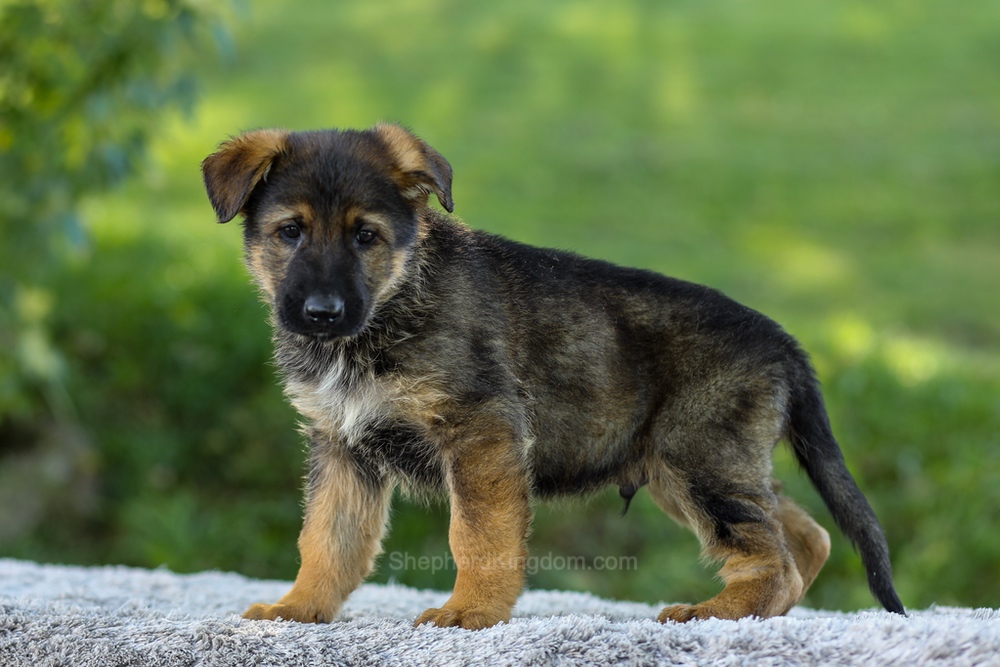 Maverick Image of Maverick, a German Shepherd puppy