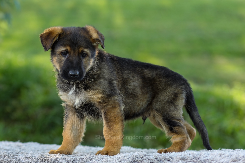 Maverick Image of Maverick, a German Shepherd puppy