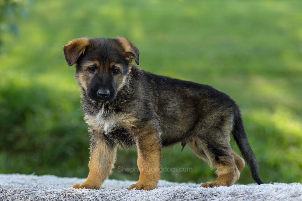 Maverick Image of Maverick, a German Shepherd puppy
