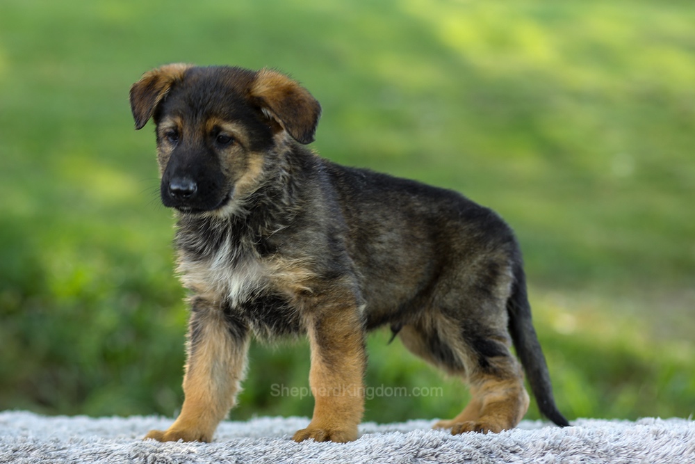 Maverick Image of Maverick, a German Shepherd puppy