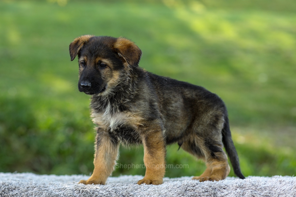 Maverick Image of Maverick, a German Shepherd puppy