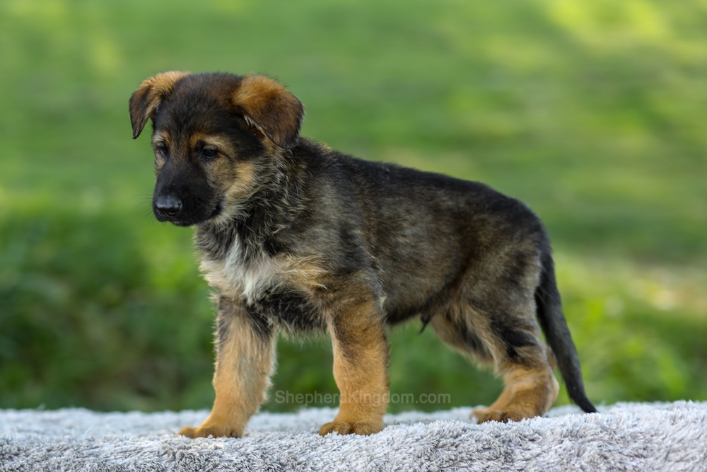 Maverick Image of Maverick, a German Shepherd puppy