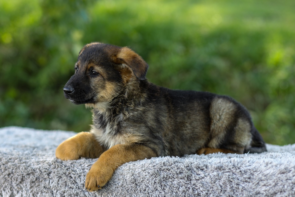 Maverick Image of Maverick, a German Shepherd puppy
