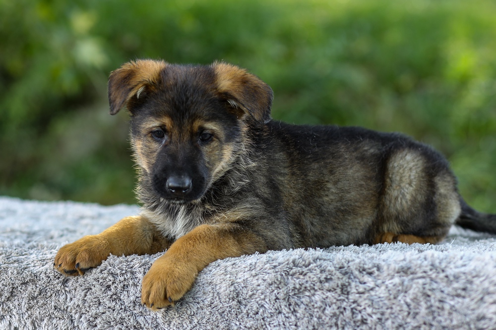 Maverick Image of Maverick, a German Shepherd puppy
