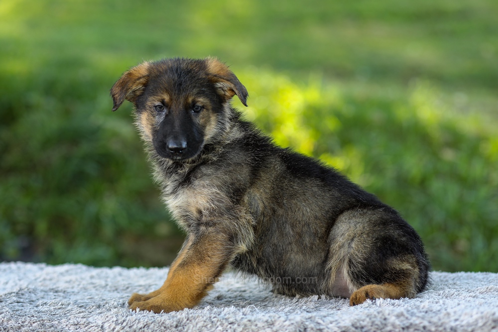 Miles Image of Miles, a German Shepherd puppy