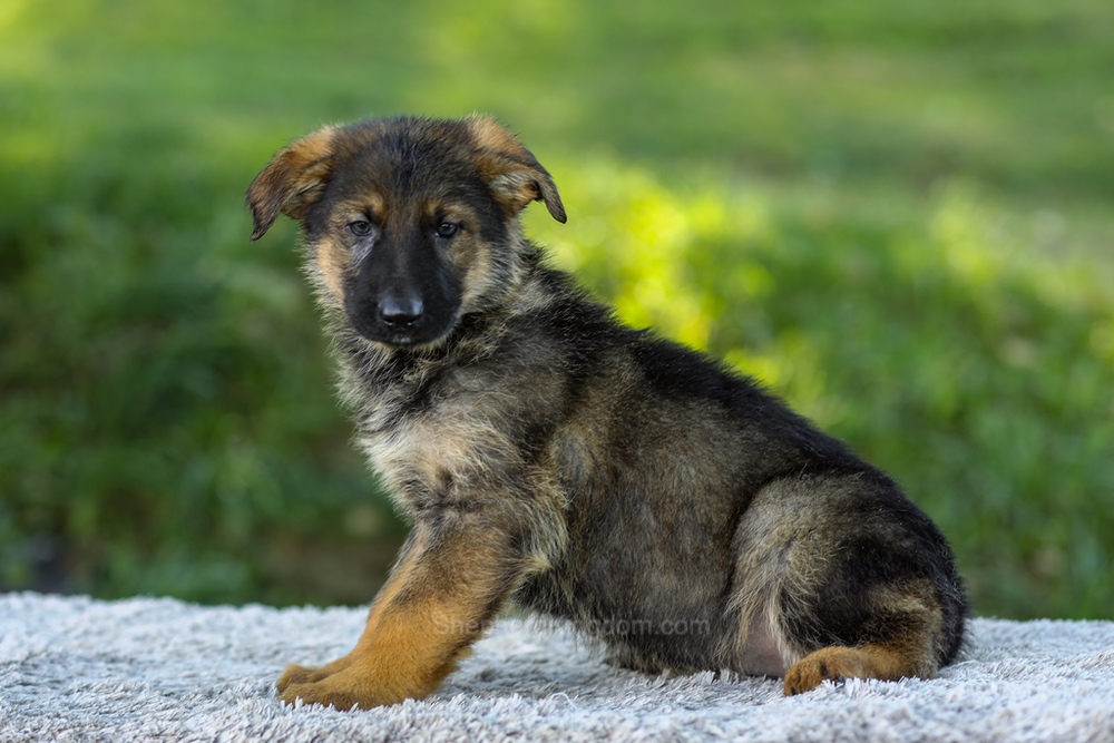 Miles Image of Miles, a German Shepherd puppy