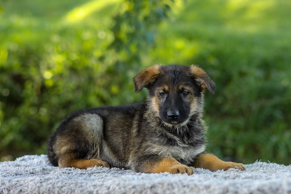 Miles Image of Miles, a German Shepherd puppy