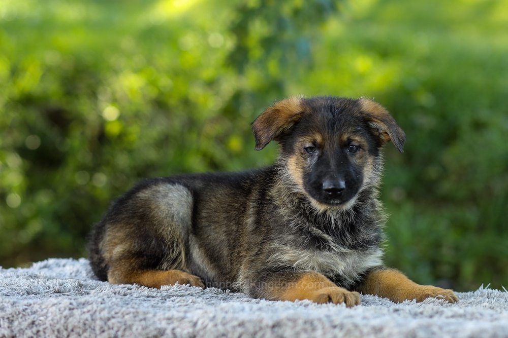 Miles Image of Miles, a German Shepherd puppy