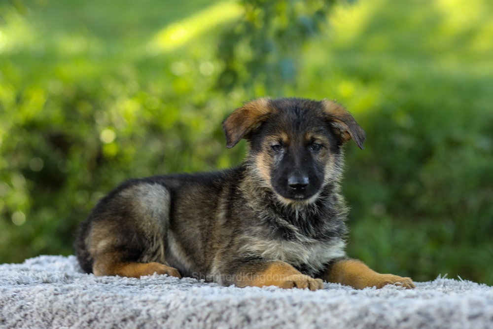 Miles Image of Miles, a German Shepherd puppy