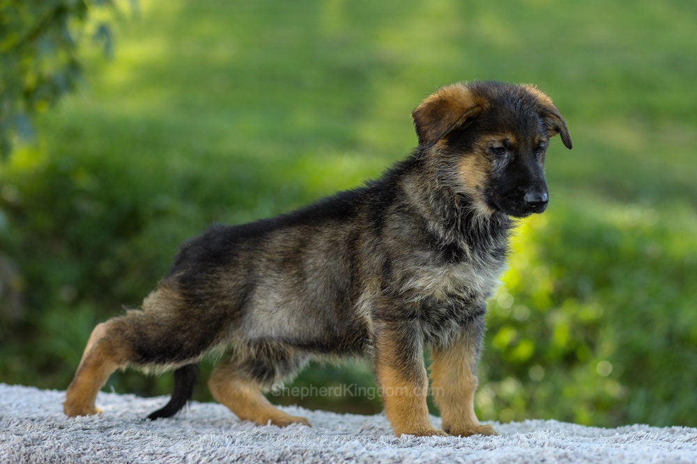 Miles Image of Miles, a German Shepherd puppy
