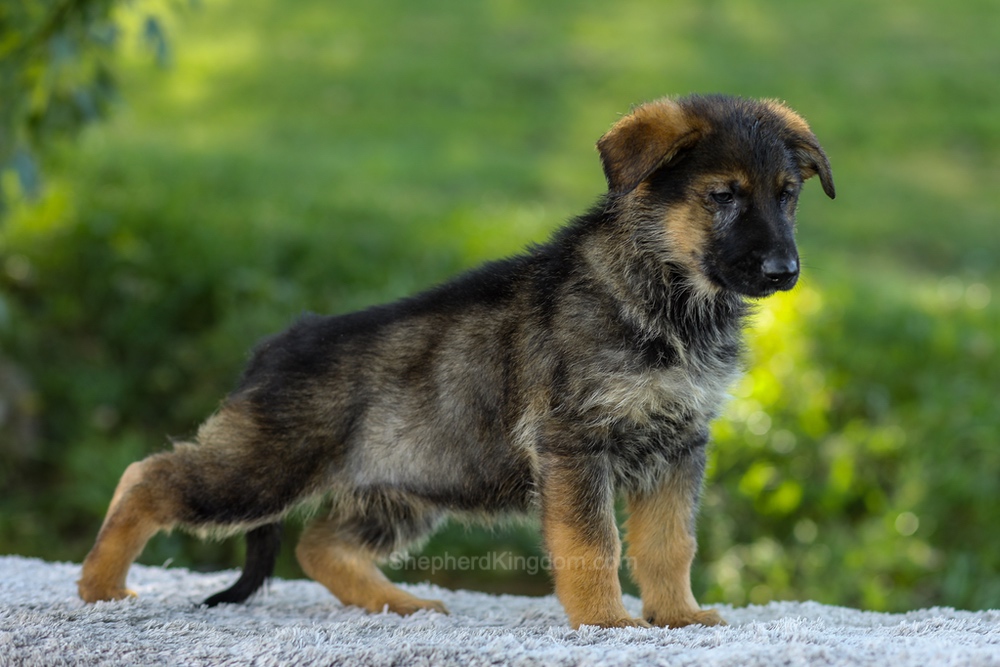 Miles Image of Miles, a German Shepherd puppy