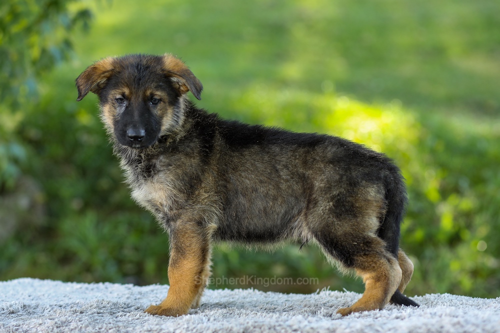 Miles Image of Miles, a German Shepherd puppy
