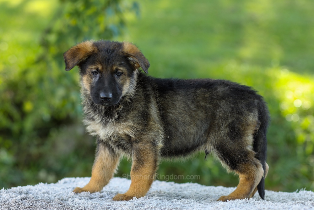 Miles Image of Miles, a German Shepherd puppy