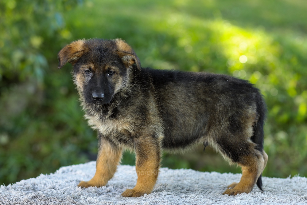 Miles Image of Miles, a German Shepherd puppy