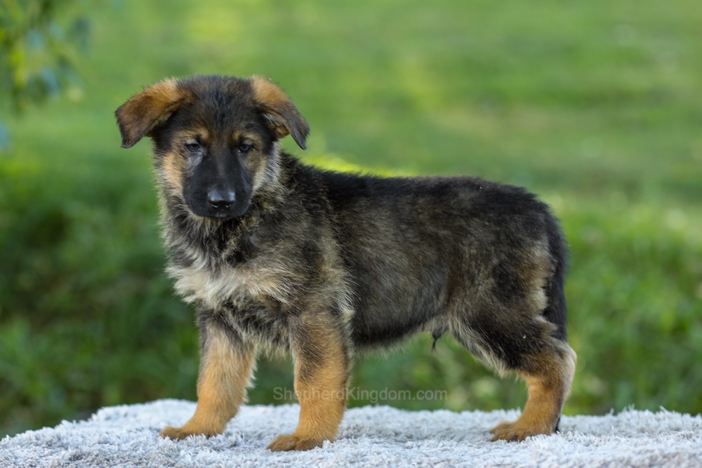 Miles Image of Miles, a German Shepherd puppy